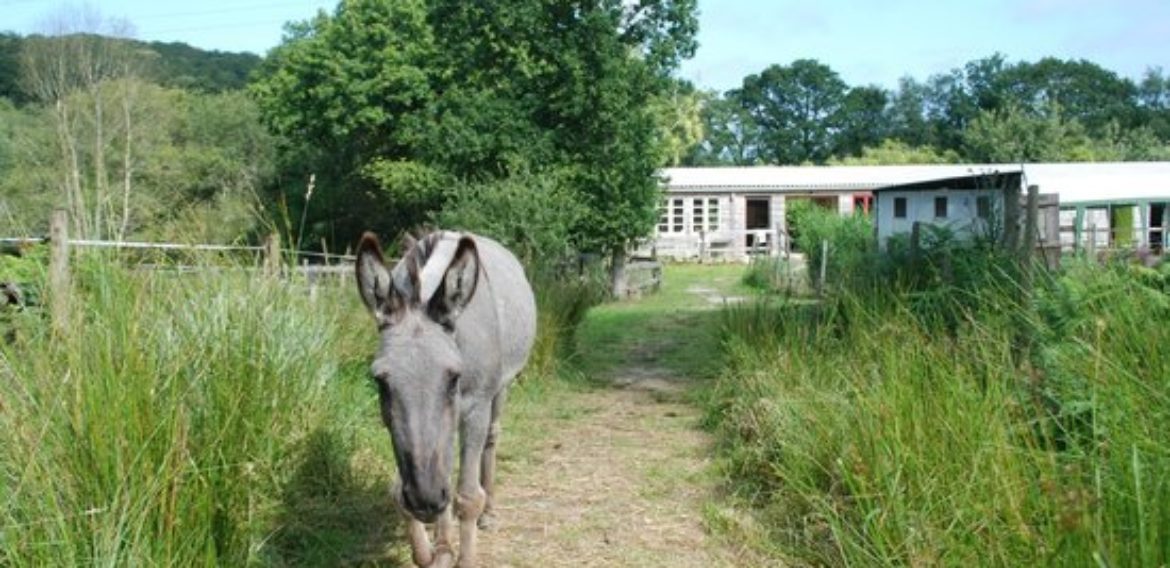 Neventi 2019: ur staj brezhoneg en natur