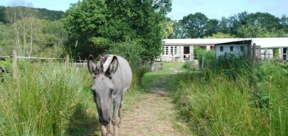 Nouveauté 2019: Un stage langue bretonne et nature