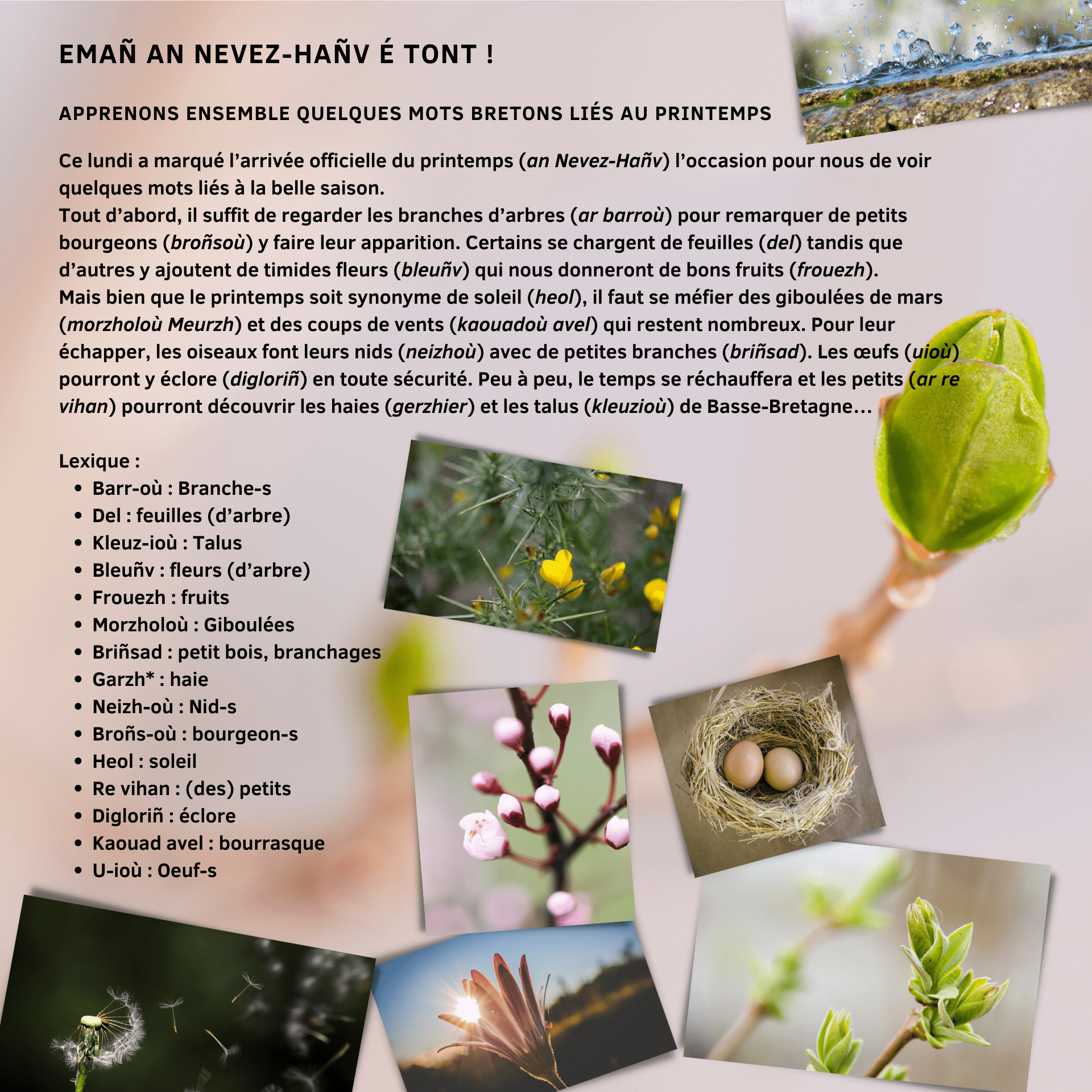 EMAÑ AN NEVEZ-HAÑV É TONT ! APPRENONS ENSEMBLE QUELQUES MOTS BRETONS LIÉS AU PRINTEMPS Ce lundi a marqué l’arrivée officielle du printemps (an Nevez-Hañv) l’occasion pour nous de voir quelq